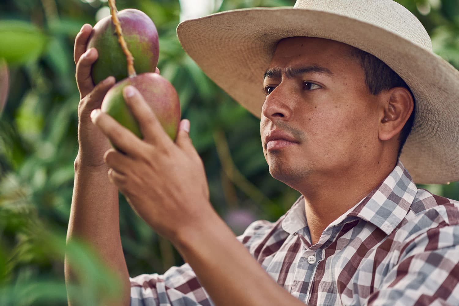 worker picking fruits worker collecting fruits from farm fields || pachamama_farms_high_quality_exotic_fruits_vegetables_9.jpg