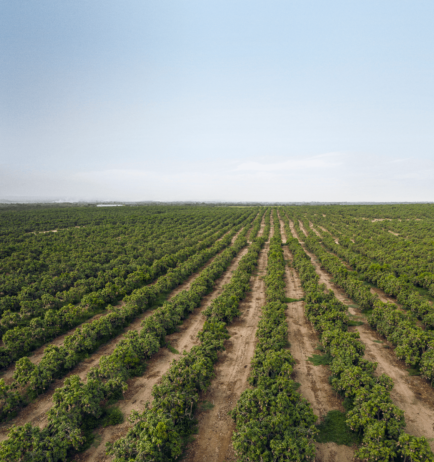 background of our crop fields background of our large fields of crops