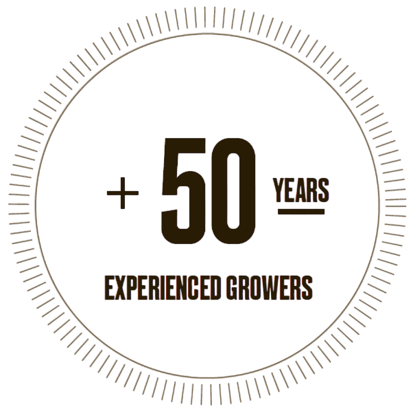 icon about our great virtues icon where we talk about our excellent work team,Certified guarantee,Innovation