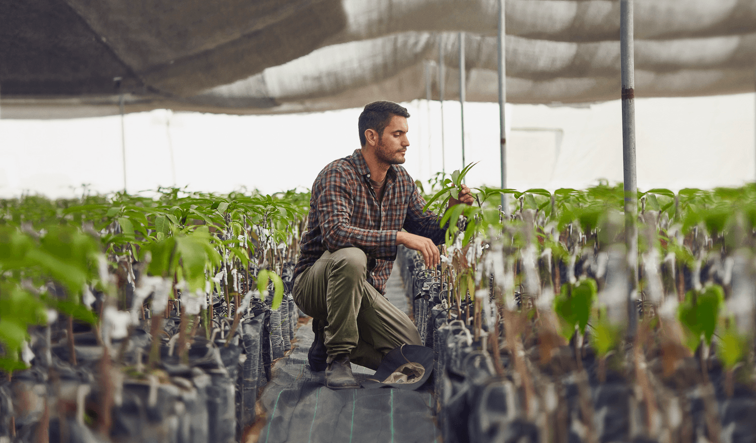 facilities and workers cultivating instalaciones y trabajadores de fincas pachamama cultivando frutas de calidad || pachamama_farms_high_quality_exotic_fruits_vegetables_peru