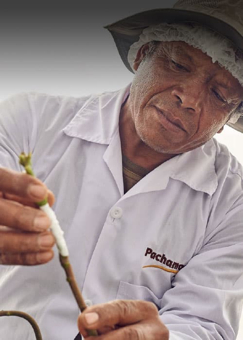 Female worker checking the quality Female worker checking the quality of fruits. || pachamama_farms_high_quality_exotic_fruits_vegetables_mobile8.jpg