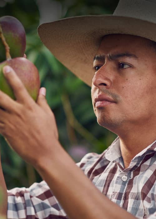 worker picking fruits worker collecting fruits from farm fields || pachamama_farms_high_quality_exotic_fruits_vegetables_mobile9.jpg